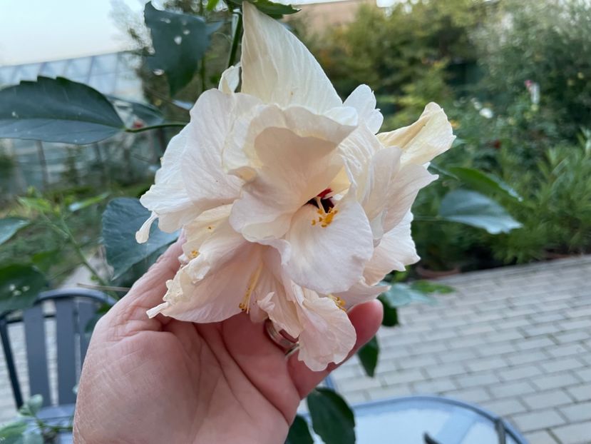  - Clasici - Apricot Dublu și Alb Dublu