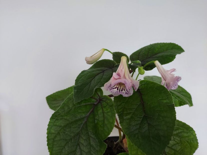 Sweet Beauty - A-Flori 2024