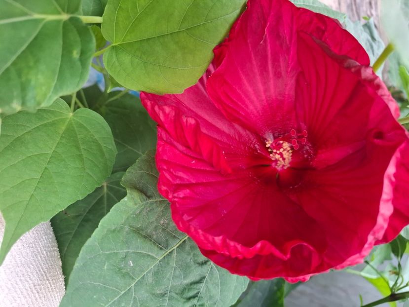  - Hibiscus moscheutos