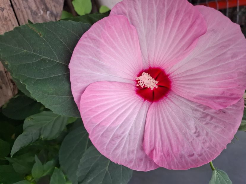 - Hibiscus moscheutos