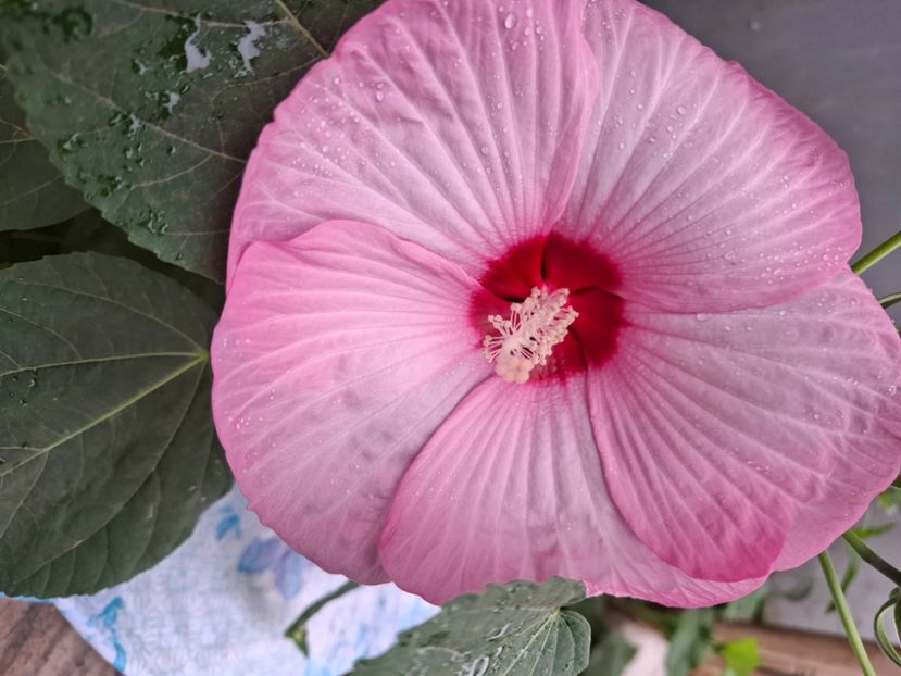  - Hibiscus moscheutos