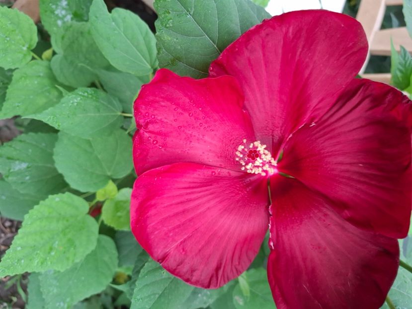  - Hibiscus moscheutos