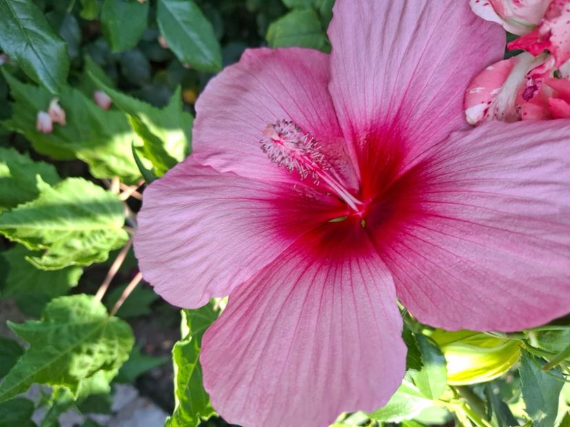  - Hibiscus moscheutos