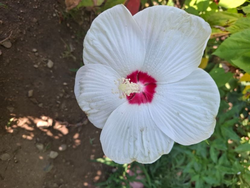  - Hibiscus moscheutos