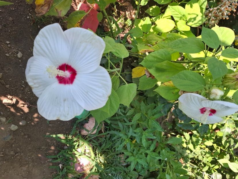  - Hibiscus moscheutos