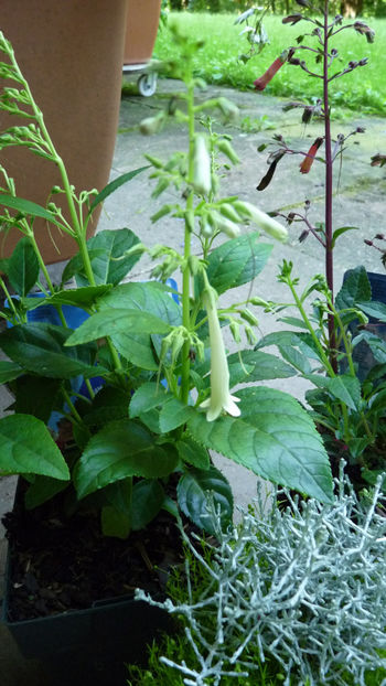  - 2024 - 03 - Toamna