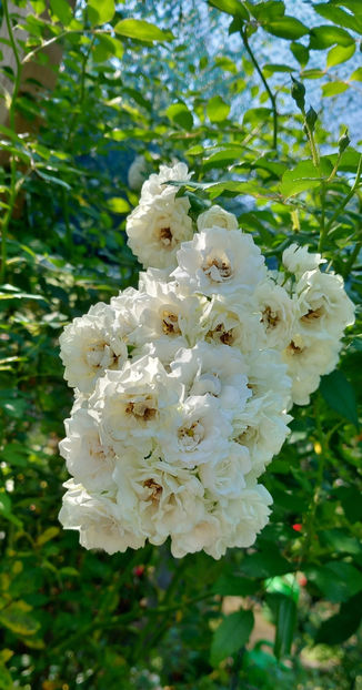  - 2024 - 03 - Toamna