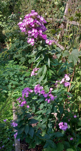  - 2024 - 03 - Toamna