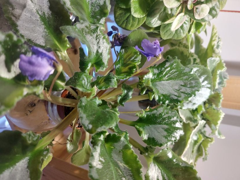  - Violeta Celery sport