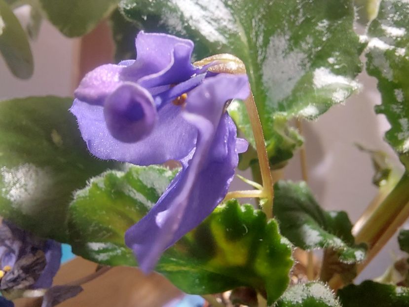  - Violeta Celery sport