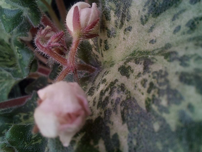  - Violeta SV Gorod Verona