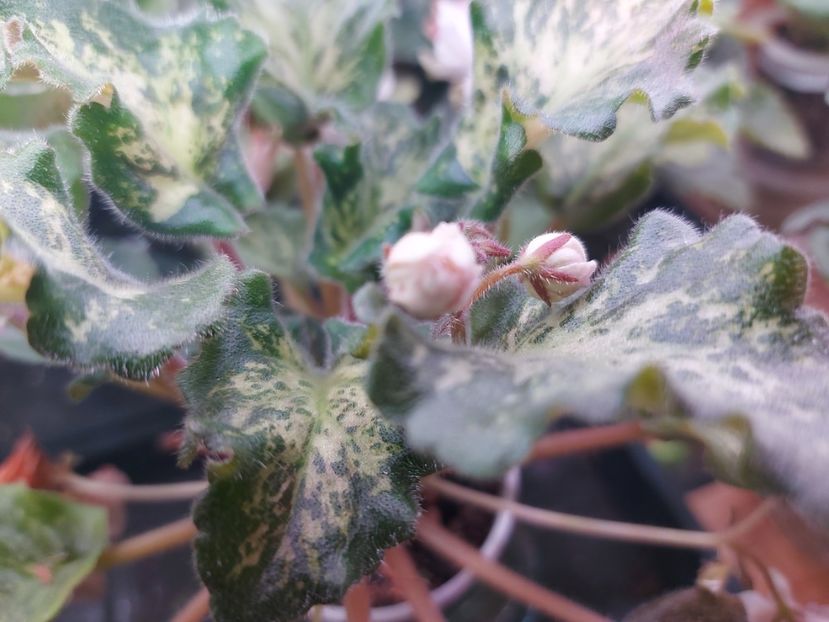  - Violeta SV Gorod Verona