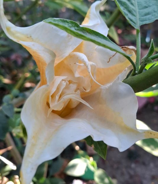  - Brugmansia