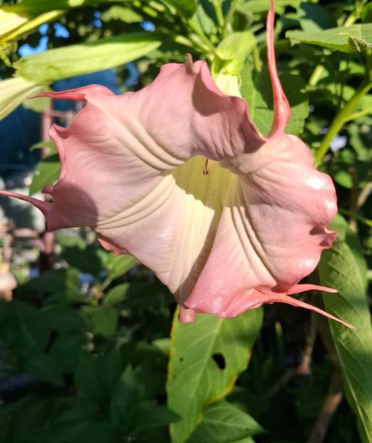  - Brugmansia