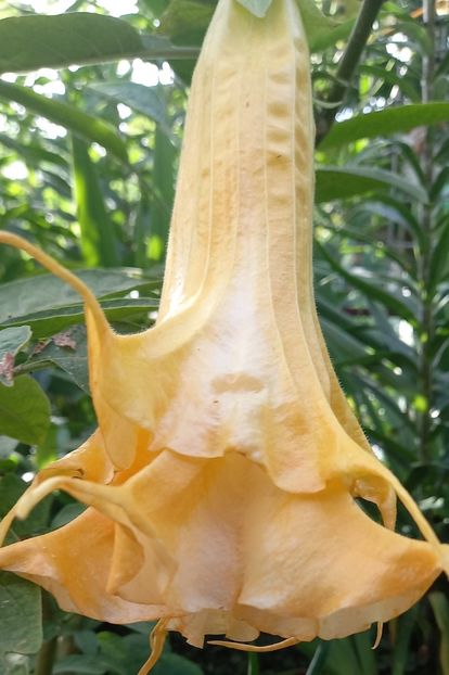 - Brugmansia