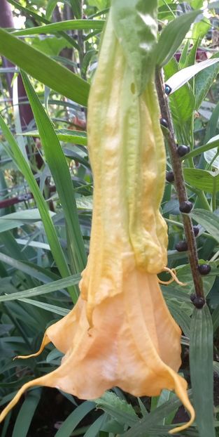  - Brugmansia