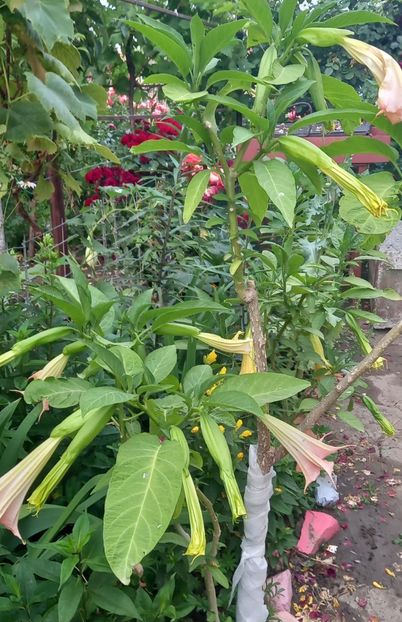  - Brugmansia