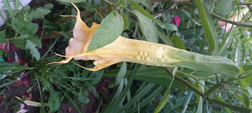  - Brugmansia