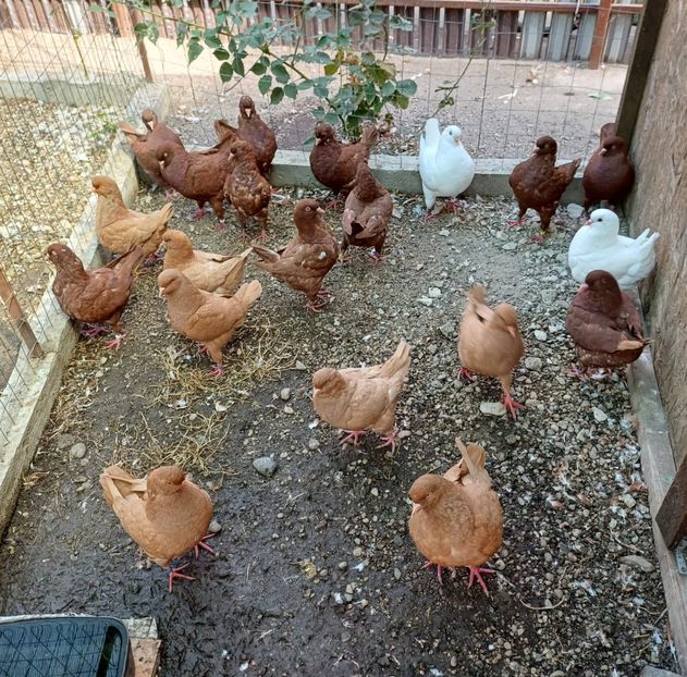 IMG-20240921-WA0002 - King 2024