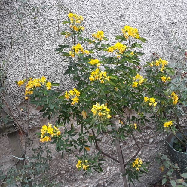 Sept.2024 - Semna corymbosa