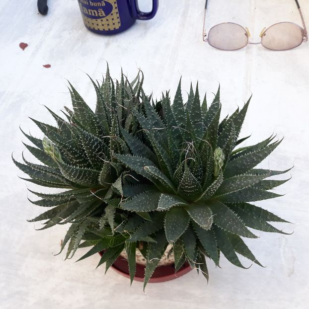 - CACTUSI SI SUCULENTE