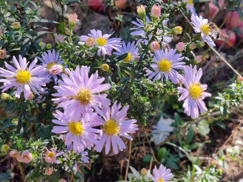 4. Aster mediu - Lila simplu - Aster