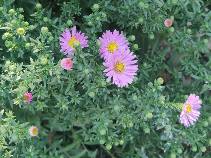 6. Aster mediu - roz dublu - Aster