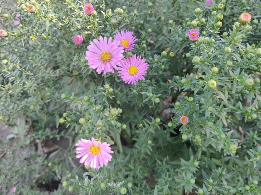  - Aster