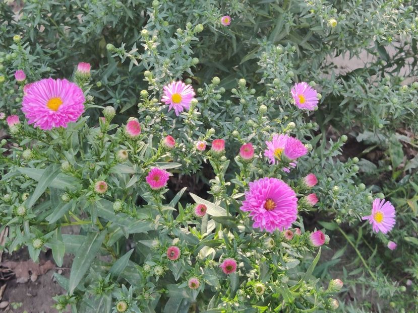 7. Aster mediu - ciclam bătut timpuriu - Aster