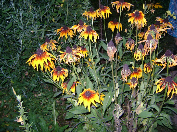 rudbeckia