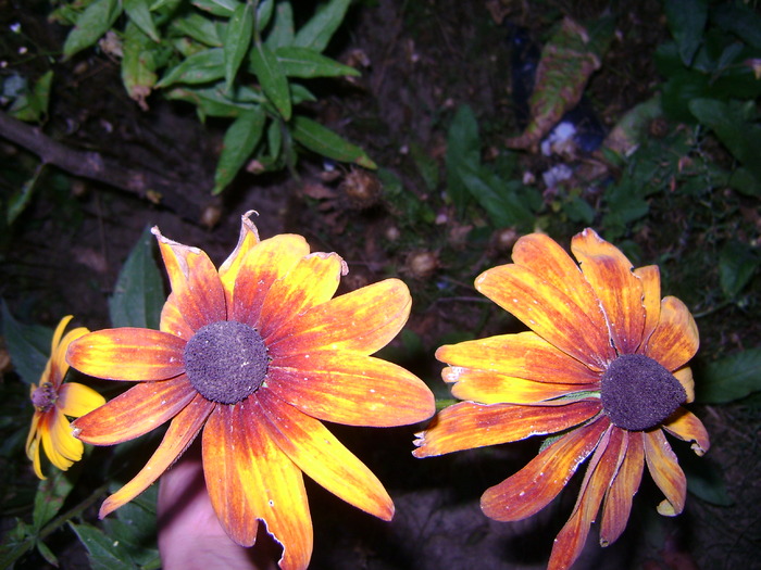 rudbeckia