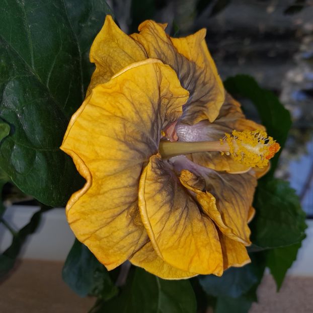  - Miaoli Apple Green