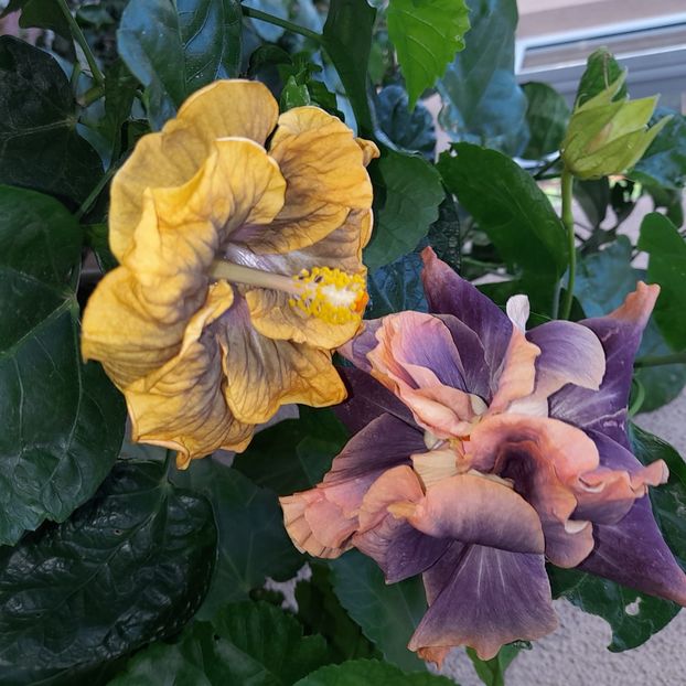  - Miaoli Apple Green