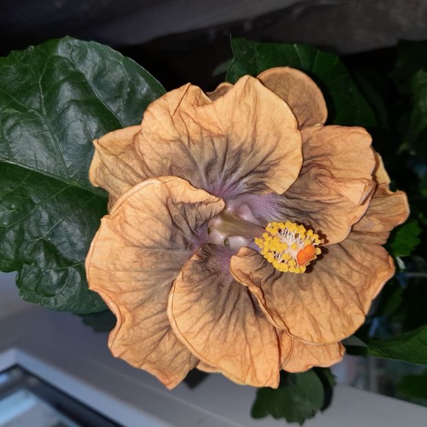  - Miaoli Apple Green