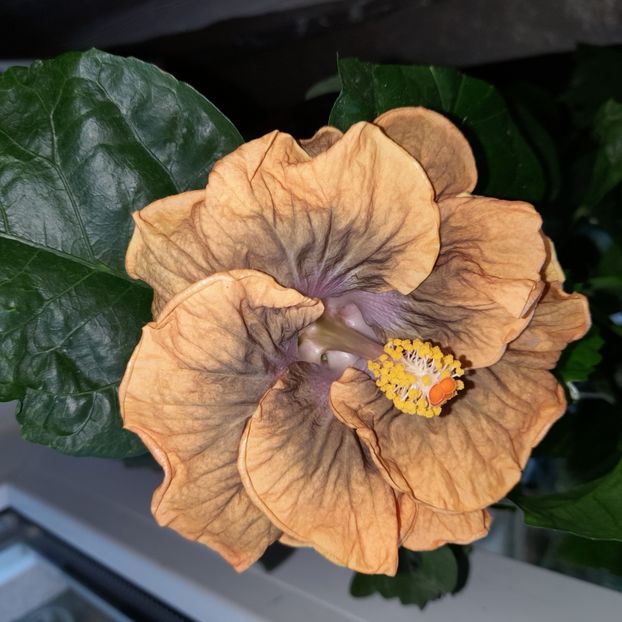  - Miaoli Apple Green