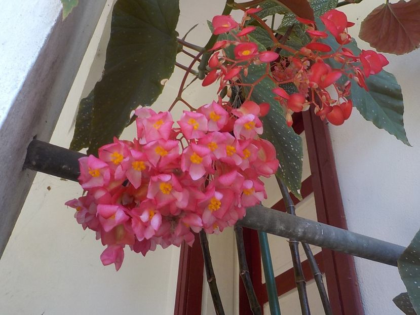  - begonia lucernae