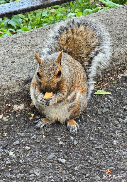 Brown Canadian ecureuil in Park La Fontaine, Montreal - B - ANIMALS