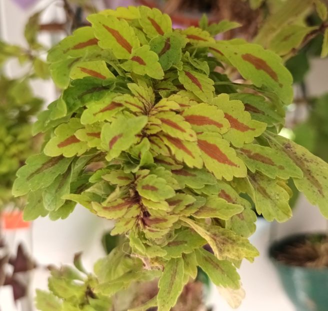  - Coleus
