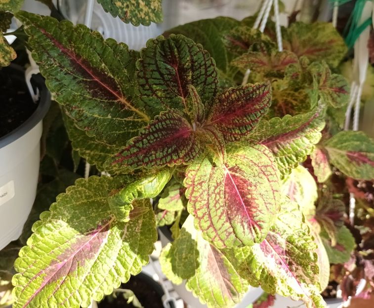  - Coleus