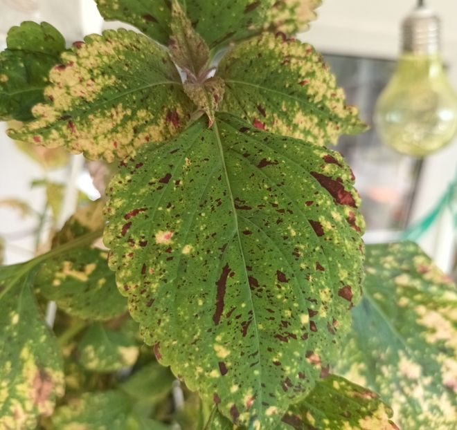  - Coleus