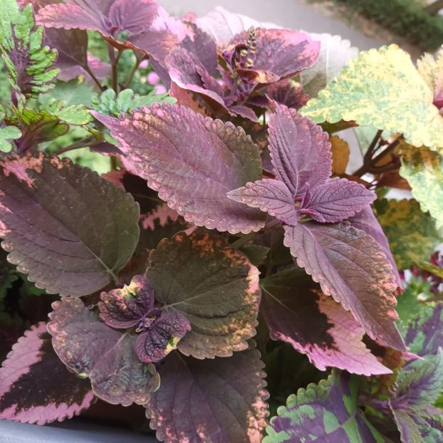  - Coleus