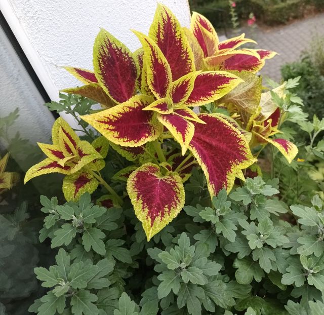  - Coleus