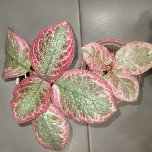  - Episcia