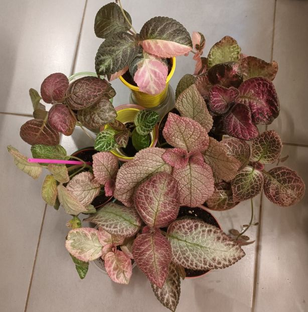  - Episcia