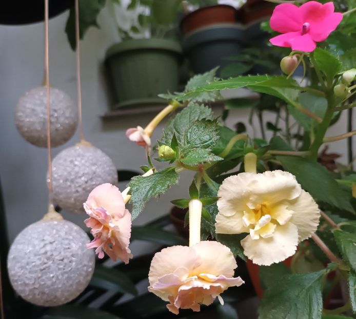 2❤️24 - Yellow English Rose