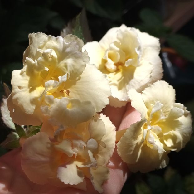  - Yellow English Rose