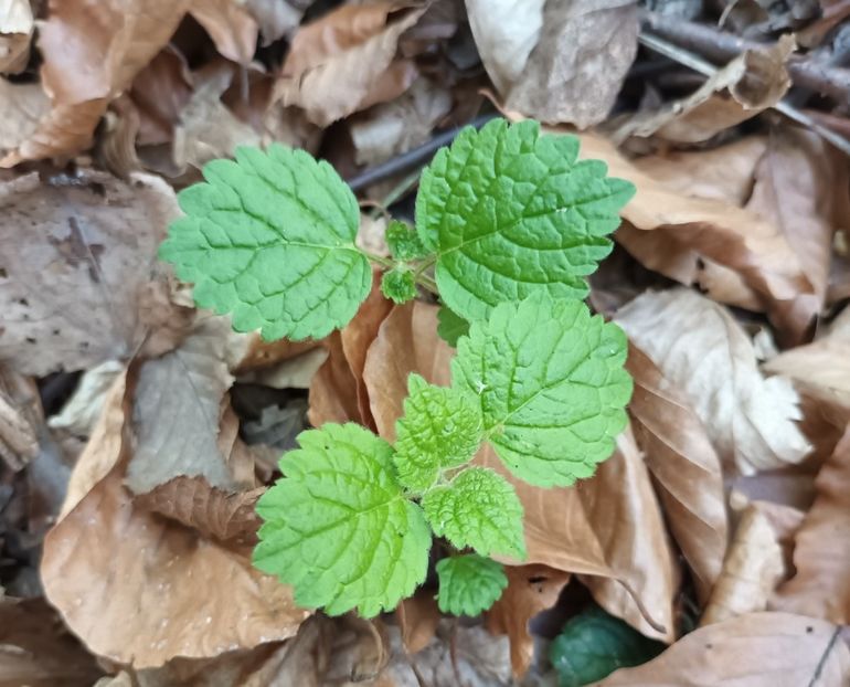 Achimenes de padure :))) - Natura văzuta prin ochii mei