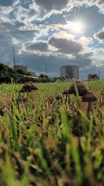  - Natura văzuta prin ochii mei