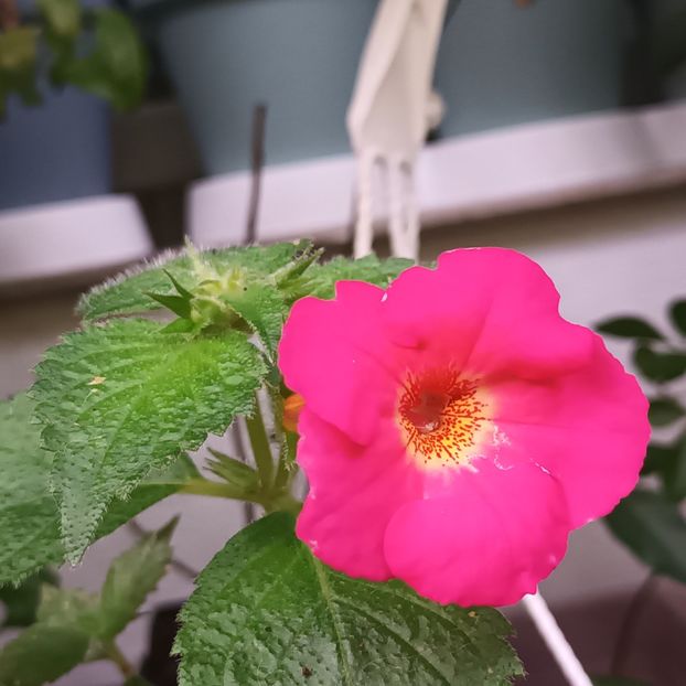 Multumesc din inima Maria! In fiecare an, mereu!! - Oamenii rază