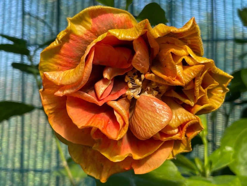  - Chi s garden Forest Rhapsody